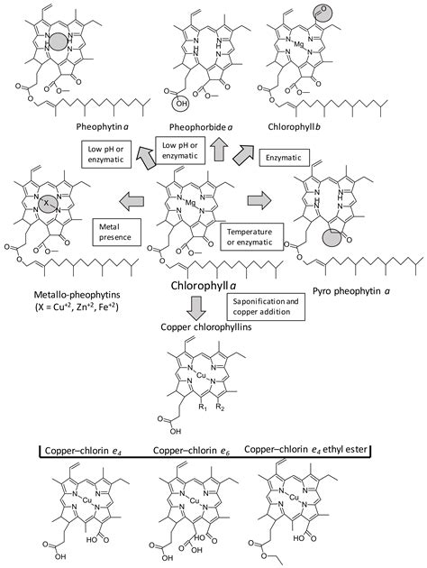 Antioxidants Free Full Text Carotenoids And Chlorophylls As