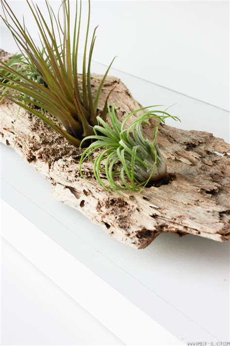 How To Make A Diy Driftwood Air Plant Holder Amber Oliver