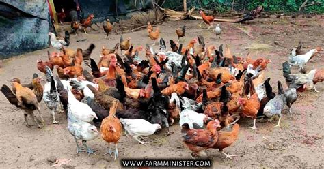 Sonali Chicken Breed Know 12 Things In Details