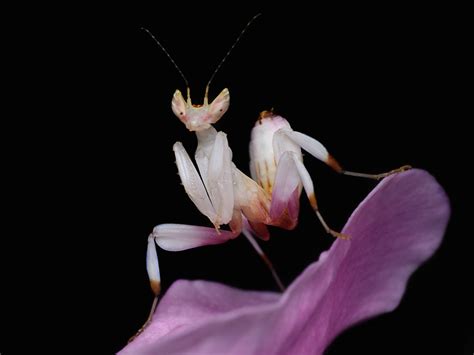 The Bloodthirsty Truth of the Beautiful Orchid Mantis | Discover Magazine