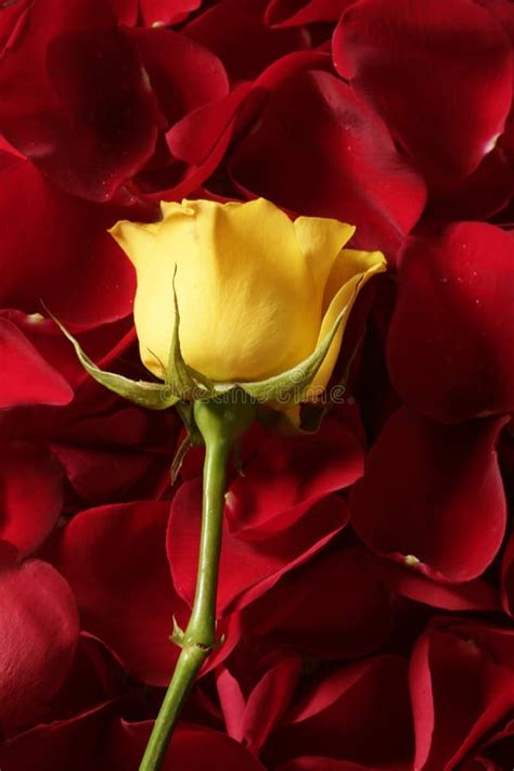 Yellow Red Roses