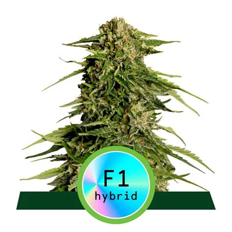 F1 Hybrid Epsilon RQS57 4 Planets Smartshop Seedshop