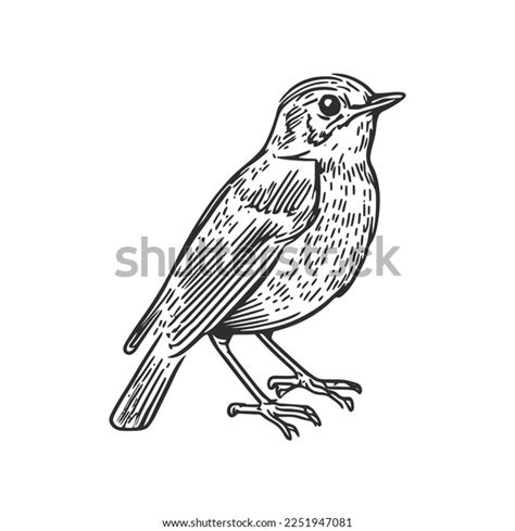 Little Bird Hand Drawn Sketch Vector Stock Vector (Royalty Free ...