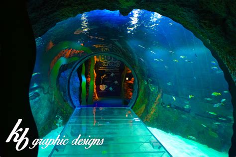 5 Best Aquariums In Orlando Florida Sneaker