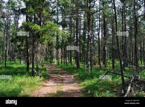 Jack pine forest hi-res stock photography and images - Alamy