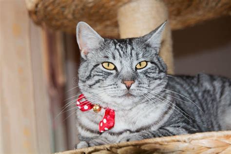 Tabby Cat Sittin At Stage Of A Scratching Post Stock Image Image Of