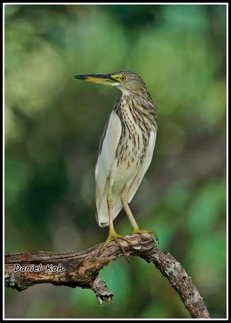 Chinese Pond Heron Daniel Koh Singapore Flickr