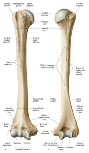 The Elbow And Radioulnar Joints Flashcards Quizlet