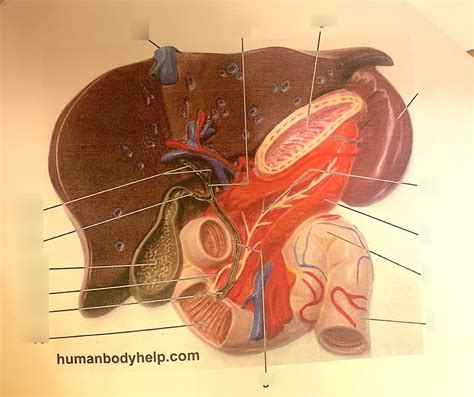 Liver Diagram Quizlet