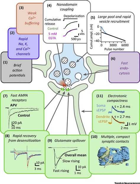 The Cerebellar Mossy Fiber Synapse As A Model For High Frequency