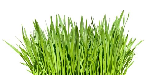 Tuft of grass stock photo. Image of nature, wisp, background - 14784550