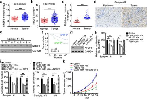 Restoration Of Nr F Rescues Circrhot Deletion Mediated Suppression Of