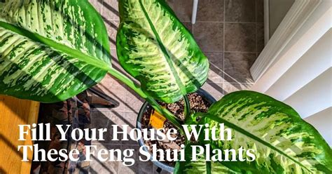 10 Feng Shui Plants for Good Luck and Positive Energy