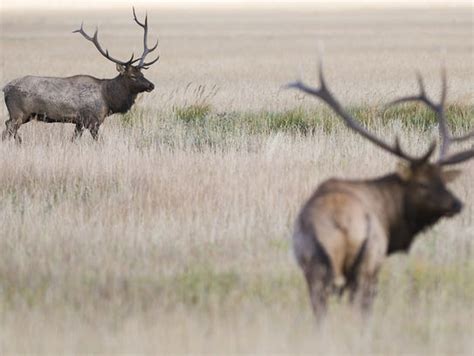 Wildlife Watching A Guide To Viewing Some Of Colorados Majestic Animals