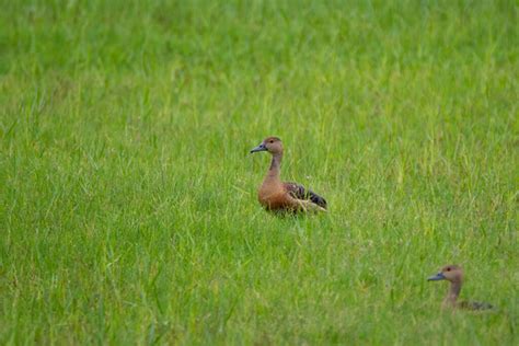 Lesser Whistling Ducks Free Stock Photos Images And Pictures Of