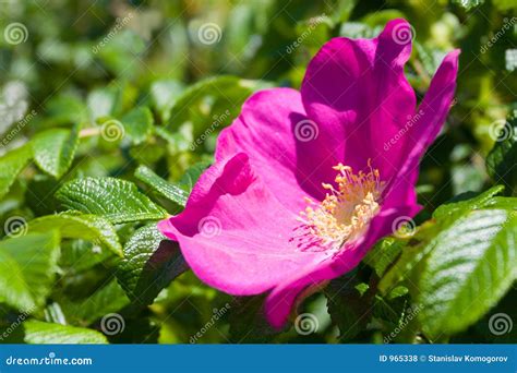 Wild Rose Briar Stock Photo Image Of Bouquet Blossoming 965338