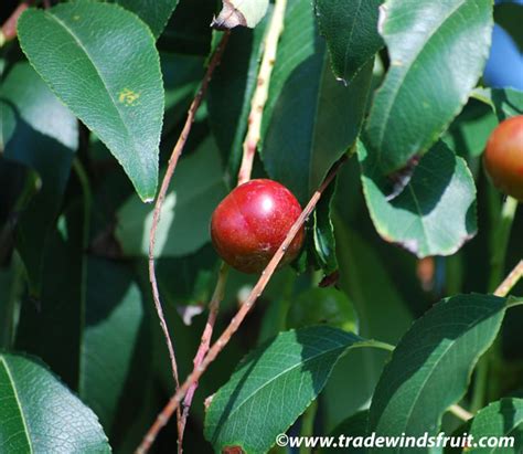 Capulines Fruit Informacionpublicasvetgobgt