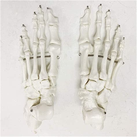 Skeletal Anatomy Foot Leg Bone Wikipedia