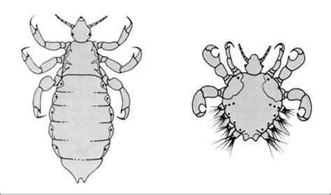 EENY 104 IN261 Human Lice Body Louse Pediculus Humanus Humanus