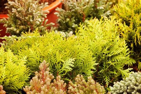 Low Maintenance Evergreen Shrubs