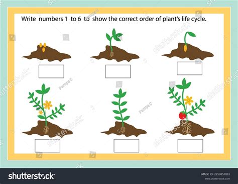 life cycle   plant worksheet