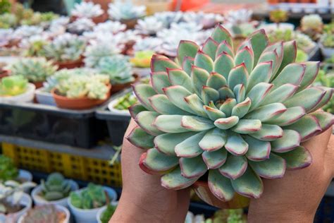 How to Grow Graptoveria Succulents