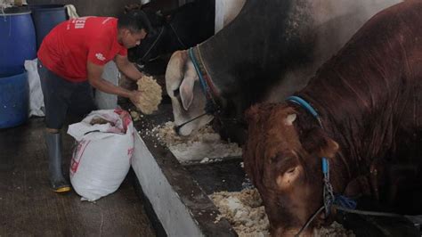 Menyulap Kotoran Sapi Menjadi Energi Biogas Foto Tempo Co