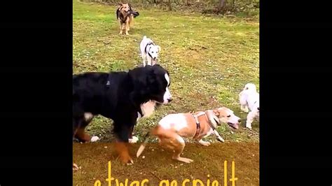 Spiel Spa Und Tricks F R Hund Und Mensch Youtube