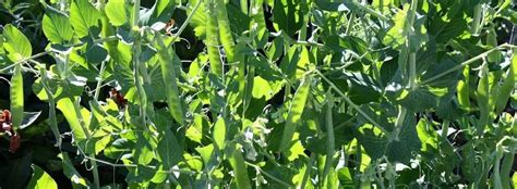 Planting Green Arrow Peas Guide What You Need To Know