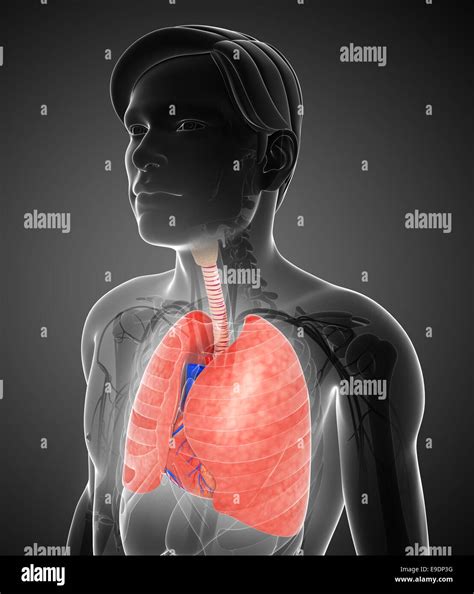 Illustration Of Male Lungs Anatomy Stock Photo Alamy