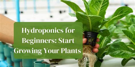 Hydroponics For Beginners Start Growing Your Plants Now