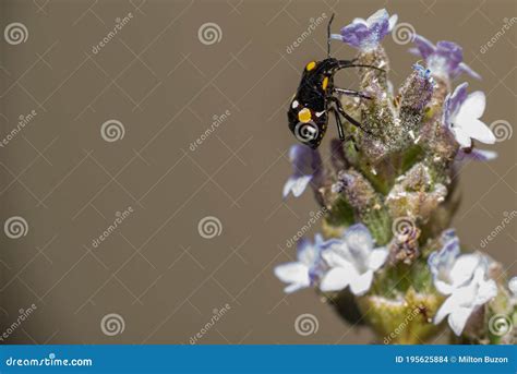 Pequeno Besouro Preto Manchas Amarelas E Brancas Em Uma Flor