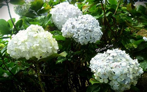 Flores Hortensias Hortensias En Cerro El Ávila Caracas Flickr