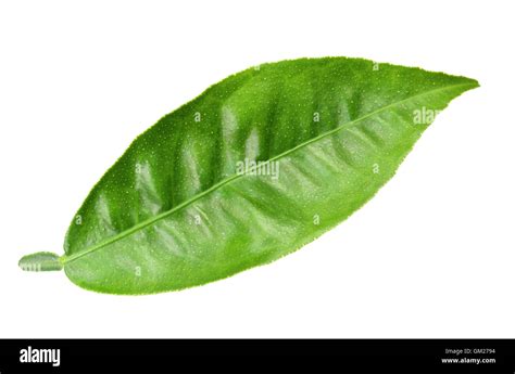 green leaf  citrus tree stock photo alamy