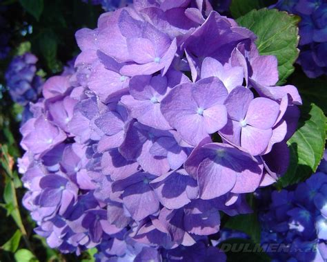 Purple Hydrangea Wallpaper - WallpaperSafari