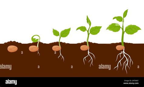 Etapas De Crecimiento De La Planta Ciclo De Crecimiento De Brotes De