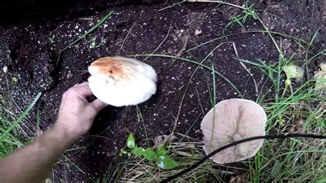 Pluteus Cervinus Mushrooms Aka Pink Bottoms Deer Mushroom Fawn