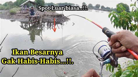 Luar Biasa Di Spot Ini Ikan Besarnya Gak Habis Habis Tambak Rw