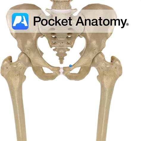 Pubis - pubic tubercle - Pocket Anatomy