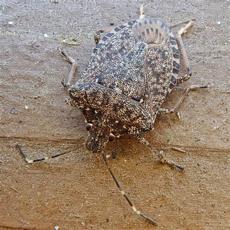 Halyomorpha Halys Brown Marmorated Stink Bug 10000 Things Of The Pacific Northwest