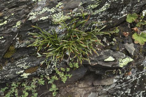 Asplenium Septentrionale L Hoffm Plants Of The World Online Kew