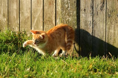 Free picture: cute, grass, cat, animal, young, backyard, grass, outdoor