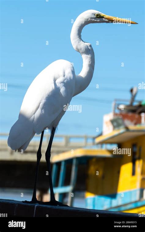 The Elegant Great Egret Great Egrets Are Tall Long Legged Wading