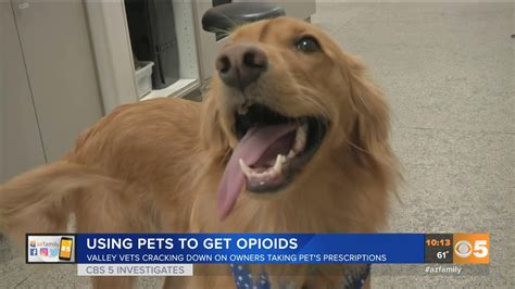 Owners Using Pets To Get Opioids Youtube