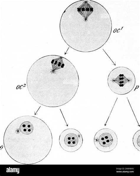 Somatic Cell Diagram