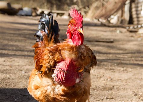 Portrait Of The Naked Neck Rooster In The Poultry House Stock Image