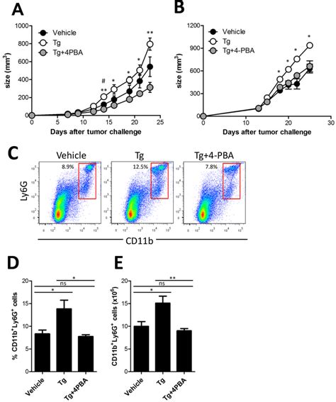 4 Pba Attenuated Tg Induced Mdsc Expansion And Tumor Growth A Two Download Scientific