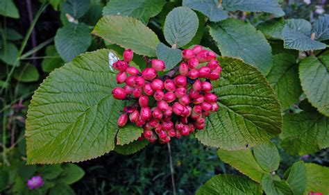 Viburnum Lantana Adoxaceae