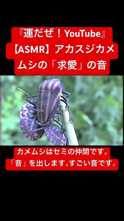 【asmr】アカスジカメムシの「求愛」の音 映像芸術 Asmr 昆虫 自然教育 虫 交尾の音 日本の虫 Sdgs 音芸術