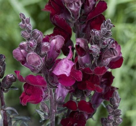 Some Purple And Red Flowers Are In The Grass